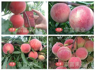 提高设施栽培条件下桃坐果率的关键技术