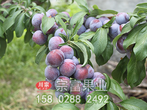 脆红李苗