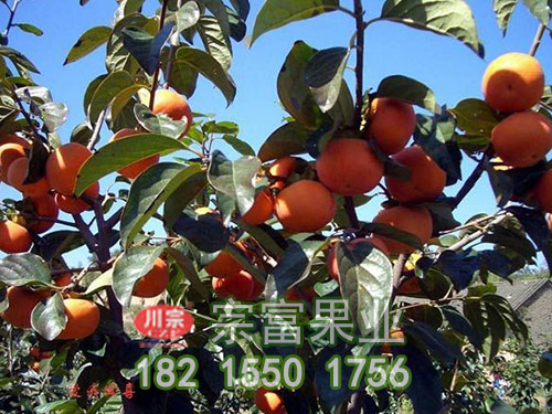早秋