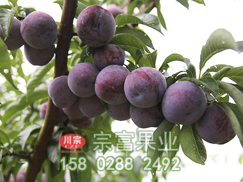 五月脆李