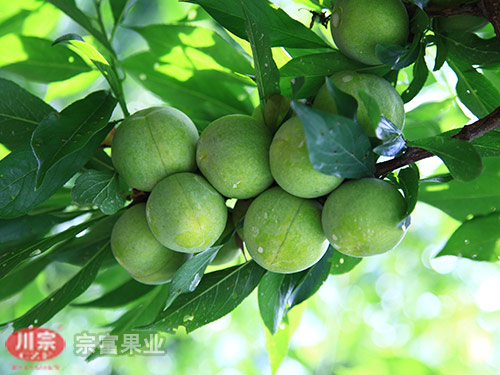 浅谈李子苗修剪的目的和作用