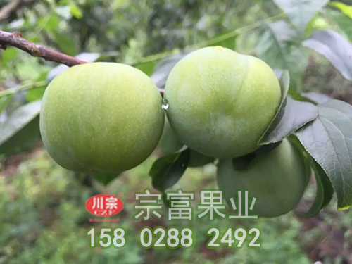 在低温下面怎么样减少对于李子苗木的顺坏呢