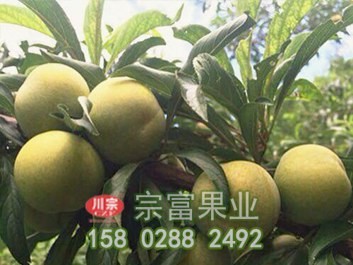 李树苗怎么培养