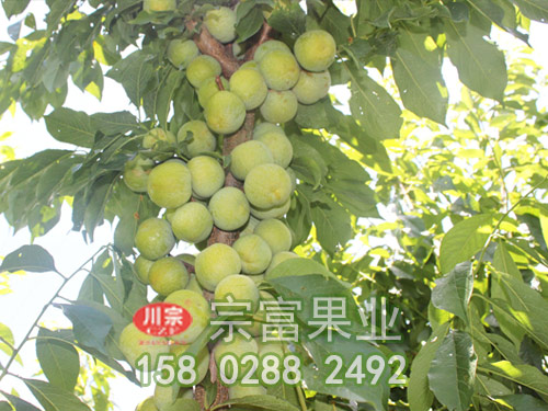 李树苗雨过后如何防止树根溃烂