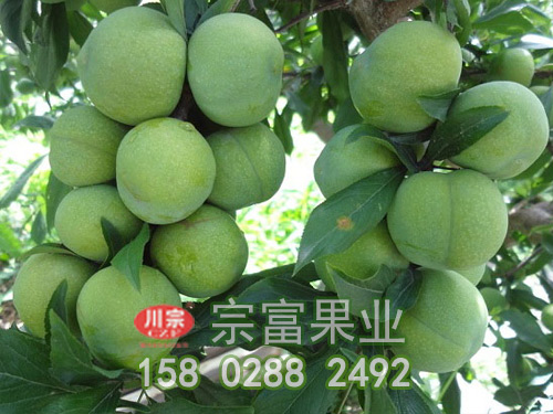 壮苗是使李树苗高产的最有效方法