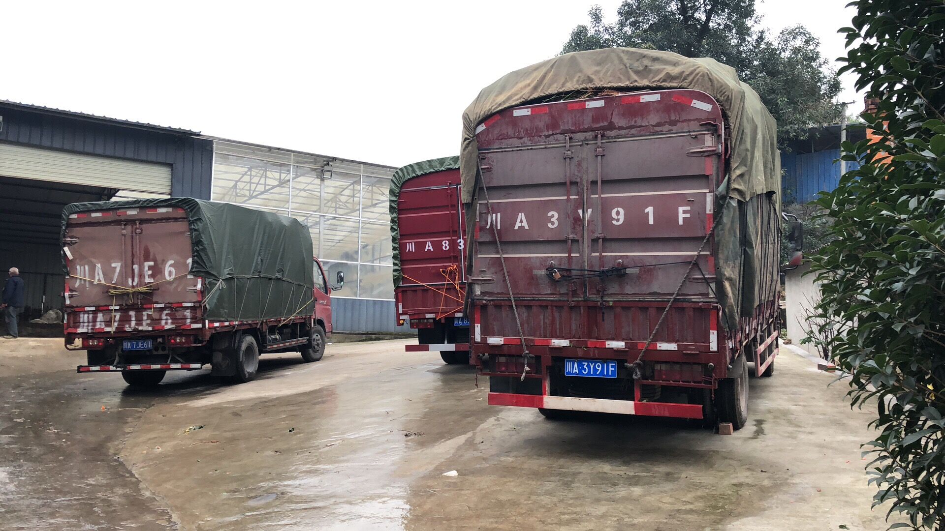 宗富果业李树苗基地近生意火爆！！！