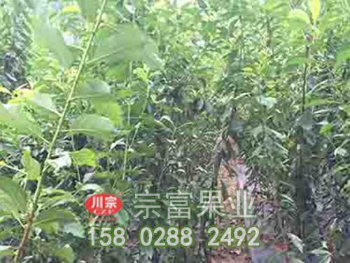 李子苗冬季修剪树形自然开心形