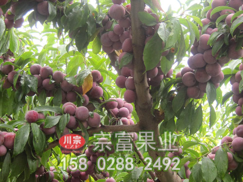 脆红李子苗的春秋季中耕除草