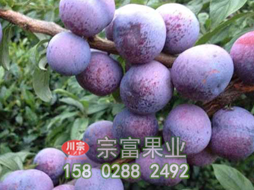 脆红李子苗的基本特征和果实状态