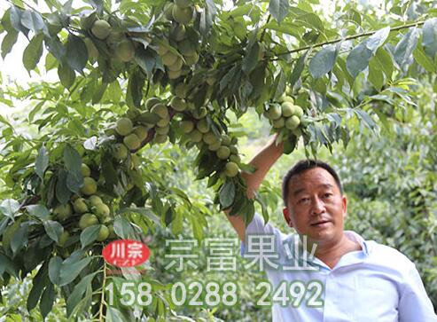 李子苗流胶病如何防治