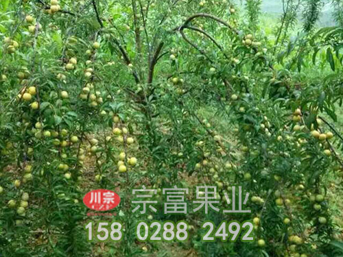 宗富教你李树苗如何修剪