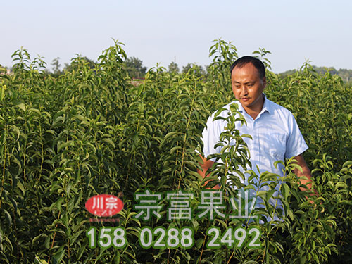 怎样在盐碱地栽植李树苗？