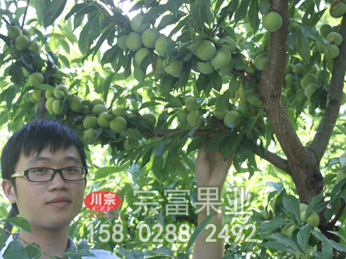 李子苗需要哪几类营养物质