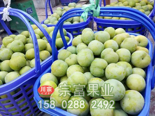 李子的功效与作用 适量吃李子能帮助消化