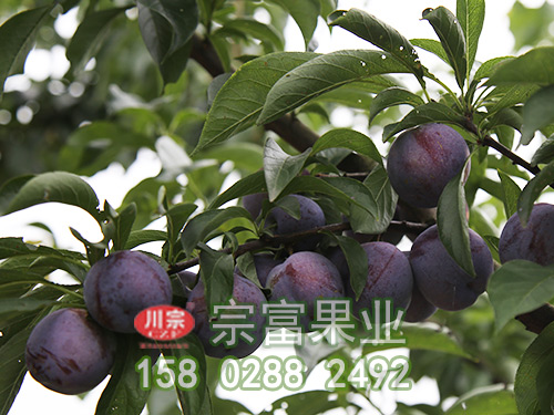 五月脆李树苗种植有哪些要点