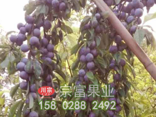 恐龙蛋李子苗的特点