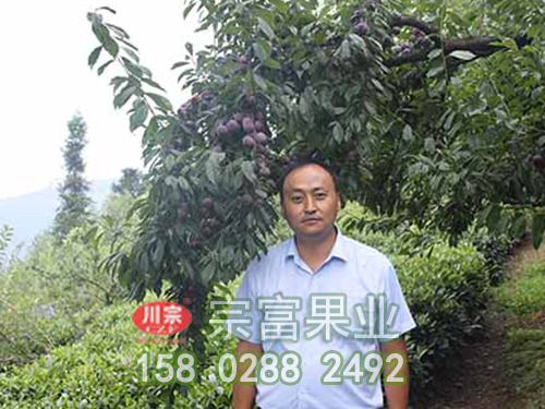 脆红李子苗的特征和栽培注意点