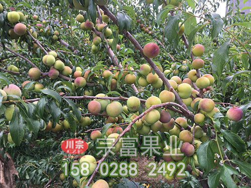 李子苗的标准化栽培技术