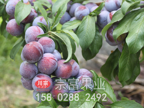 为什么李子苗不结果?原因是什么?