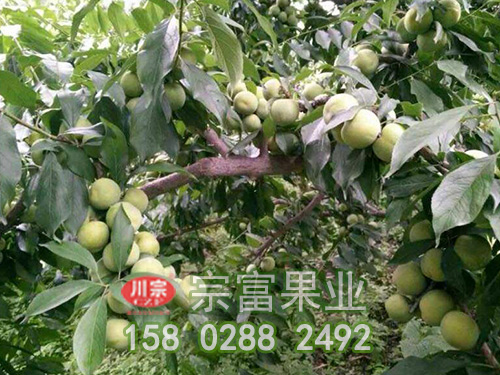 浅谈李树苗成长五条件
