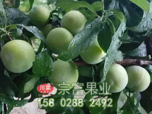 宗富李树苗浅谈：秋栽果树技术要点