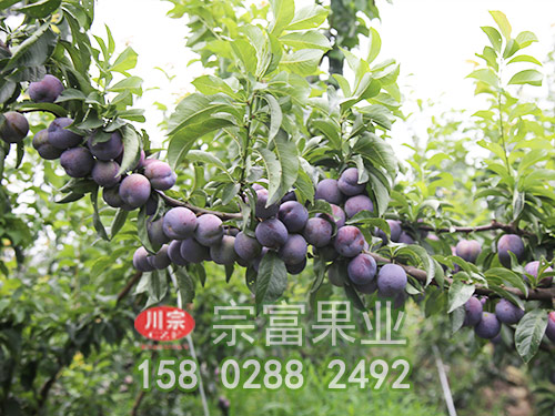 宗富李树苗基地简述果树烂根病应对措施