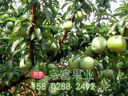 如何管理可提高李子苗座果率