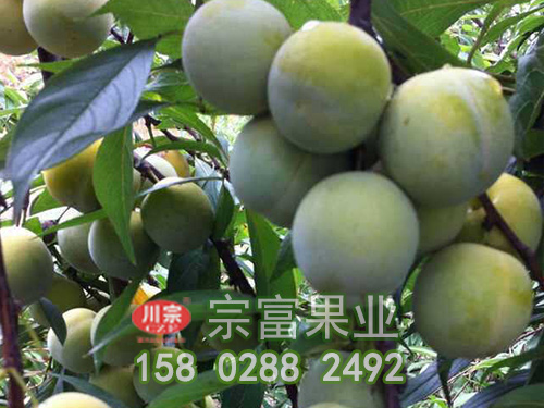 李子苗疮痂病发生规律及危害症状防治