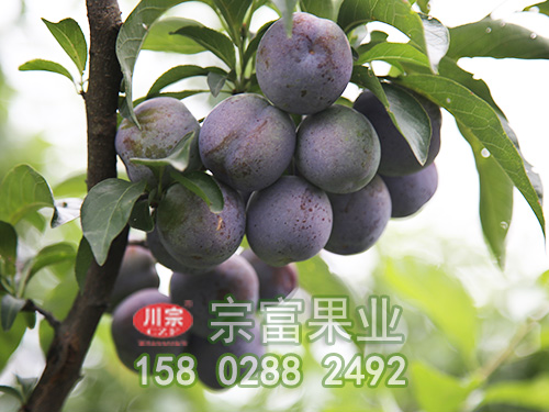 种植李子苗盆土的配制