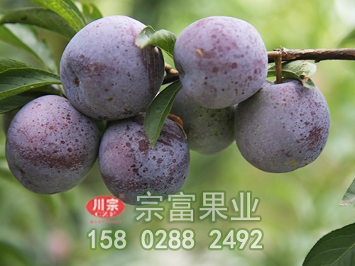 种植李子苗盆土的配制
