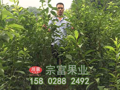 棚室李树苗各类不同土壤的特性（一）