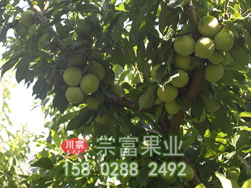 简述青脆李子苗土肥水办理