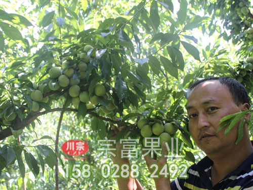 简述青脆李子苗土肥水办理