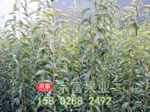 设施李树苗整形看树龄之盛果期