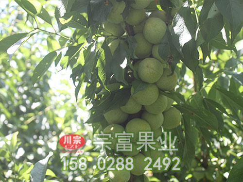 分享防治李树苗流胶病的措施（二）