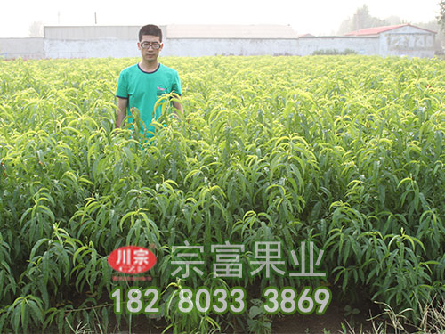 李树苗开花前慎防流胶病