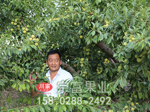 宗富李树苗基地浅析:庭院栽培