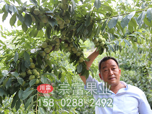 种植李树苗前先了解其营养价值