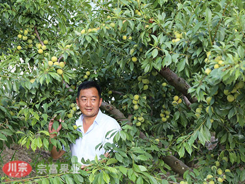李树苗夏季细心管理能增产