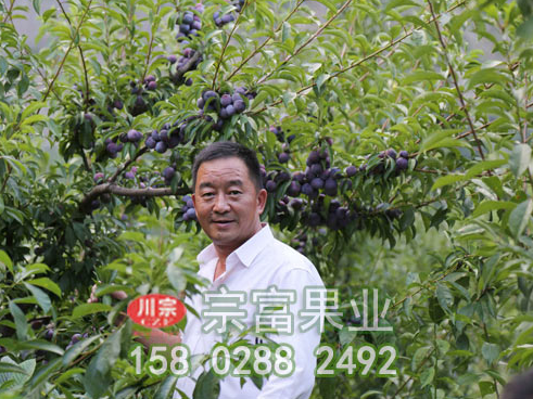 李树苗定植方法