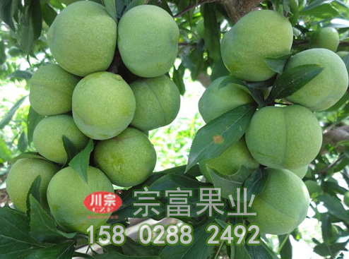 李树苗的中耕锄草与肥水管理