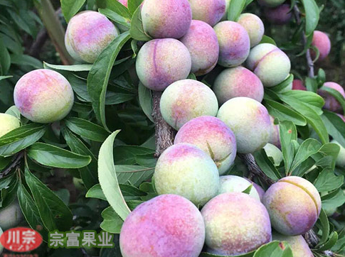 李树苗流胶病的原因及防治措施