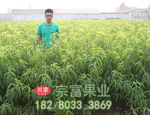 李树苗春栽后的管理知识点