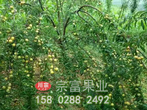 蜂糖李树苗怎样防止病害