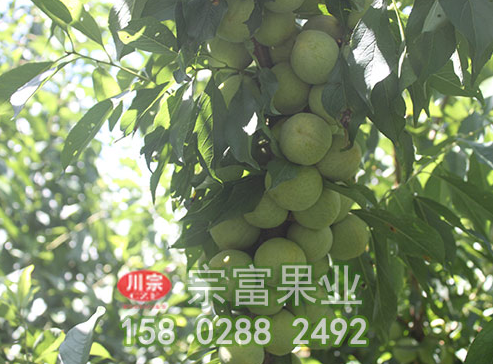 分析李树苗球坚蚧发生危害的特点及防治措施