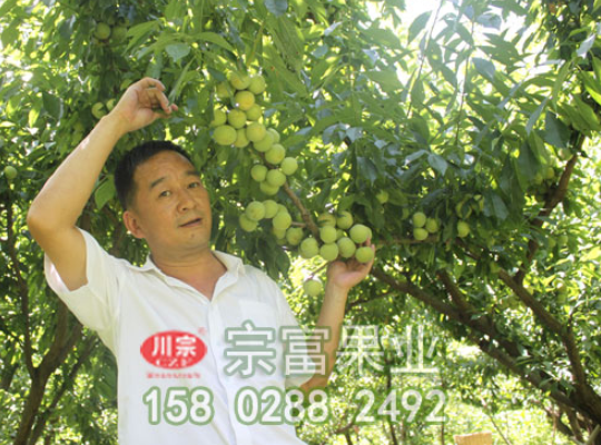 李树苗花期管理技术要点