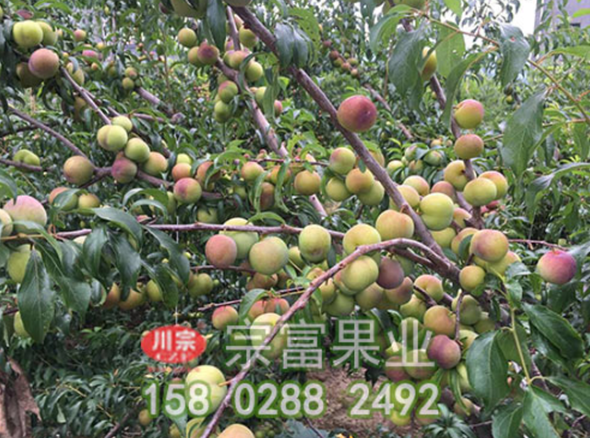 李树苗木溃疡病发病规律及防治措施