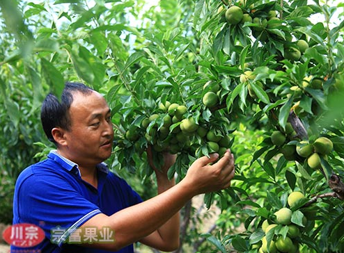 良种李树苗药物防治冻害的技术