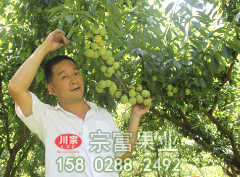 李树苗盆栽如何管理?