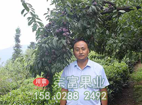 李树苗全新的果实管理